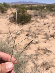 Psorothamnus scoparius