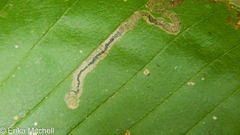Stigmella lemniscella