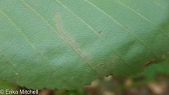 Stigmella lemniscella