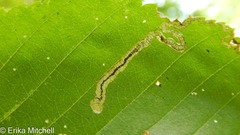 Stigmella lemniscella