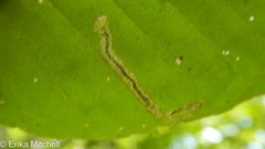 Stigmella lemniscella