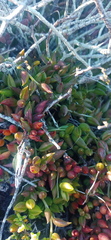 Curio radicans