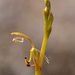 Spiculaea ciliata - Photo (c) Garin Taylor,  זכויות יוצרים חלקיות (CC BY-NC), הועלה על ידי Garin Taylor