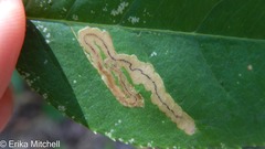 Stigmella slingerlandella