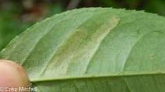 Stigmella slingerlandella