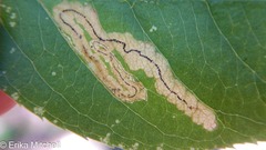 Stigmella slingerlandella