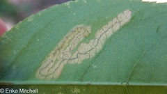 Stigmella slingerlandella