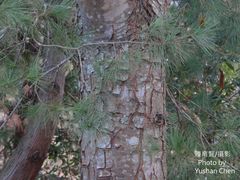 Pinus morrisonicola