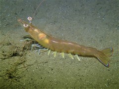 Penaeus latisulcatus