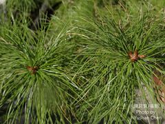 Pinus morrisonicola