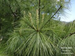 Pinus morrisonicola