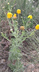 Glebionis coronaria
