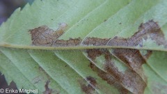 Stigmella lemniscella