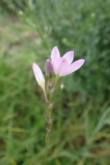 Ixia orientalis
