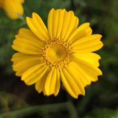Glebionis coronaria