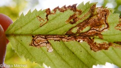Stigmella lemniscella