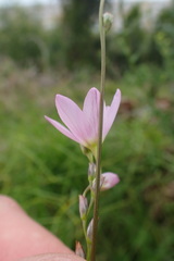 Ixia orientalis