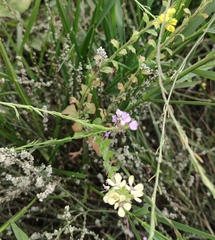 Enarthrocarpus strangulatus