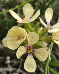 Enarthrocarpus strangulatus