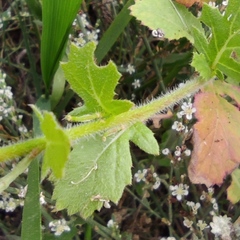 Enarthrocarpus strangulatus
