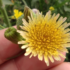 Sonchus oleraceus
