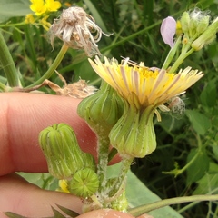 Sonchus oleraceus