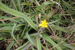 Hypoxis villosa