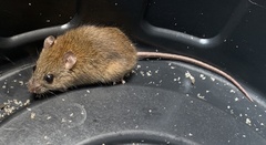 Melomys burtoni