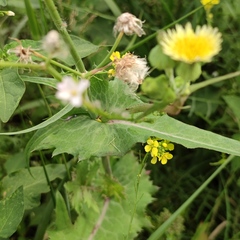 Sonchus oleraceus