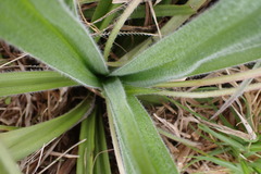 Hypoxis villosa