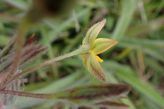 Hypoxis villosa