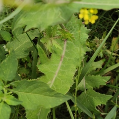 Sonchus oleraceus