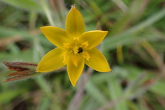 Hypoxis villosa
