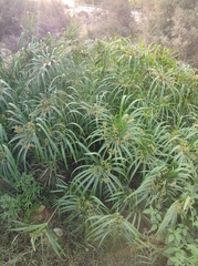 Cyperus alternifolius