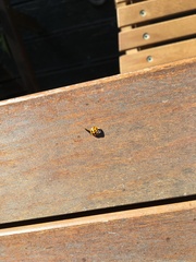 Harmonia axyridis