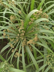 Cyperus alternifolius
