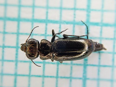 Notiophilus palustris