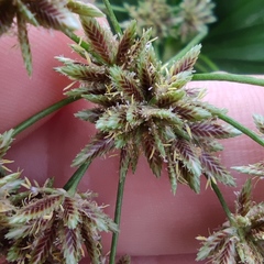 Cyperus alternifolius