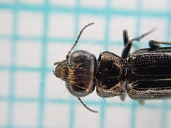 Notiophilus palustris