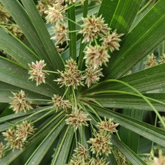 Cyperus alternifolius