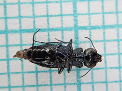 Notiophilus palustris