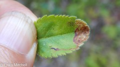 Phytomyza crassiseta