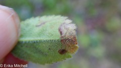 Phytomyza crassiseta