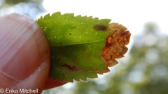 Phytomyza crassiseta