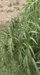 Cyperus alternifolius