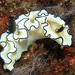 Black-margined Nudibranch - Photo (c) uwkwaj, some rights reserved (CC BY-NC), uploaded by uwkwaj