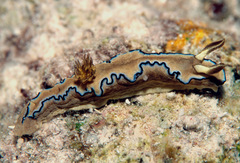 Doriprismatica atromarginata