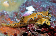 Doriprismatica atromarginata