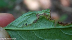 Aulagromyza orbitalis