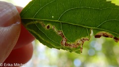 Aulagromyza orbitalis